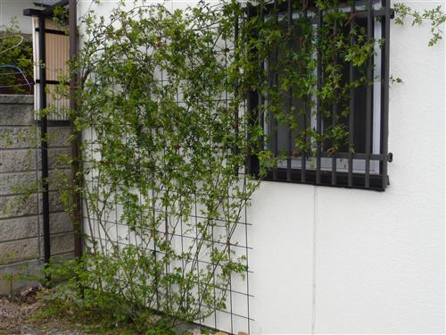 P1050288_R.jpg